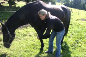 Schultergelenk-Test am Pferd