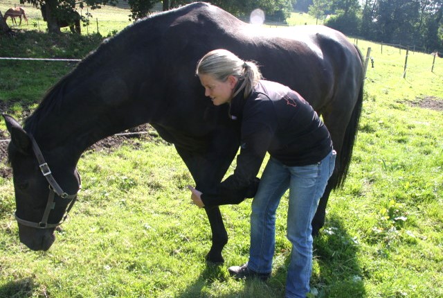 Schultergelenk-Test am Pferd