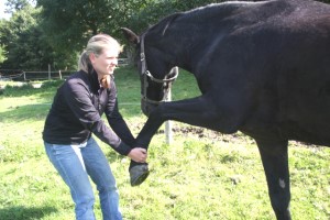 Pferdeosteopathie Bayerl - Dehnung der Vordergliedmaße