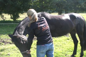 Mobilisation der Halswirbelsäule - Pferdeosteopathie Claudia Bayerl
