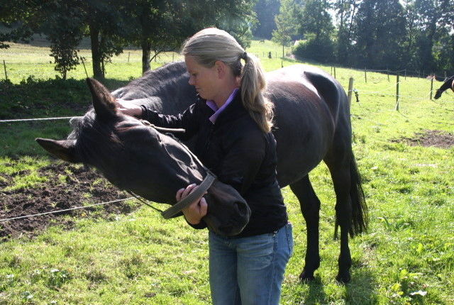Pferdeosteopathie Bayerl -Mobilisation des Kopfgelenks