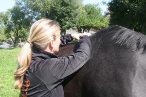 Osteopathie am Pferd - Bewegungstest Brustwirbelsäule
